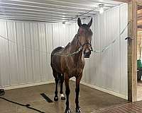 thoroughbred-horse-for-sale