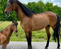 full-missouri-fox-trotter-horse