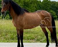great-gelding-missouri-fox-trotter-horse