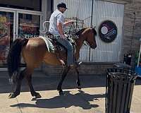 great-handle-missouri-fox-trotter-horse