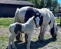 breeding-gypsy-vanner-horse