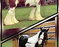 flashy-gypsy-vanner-horse