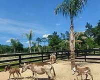 donkey-for-sale