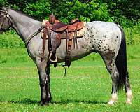 all-around-quarter-horse