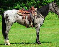 athletic-quarter-horse