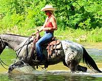 beginner-quarter-horse