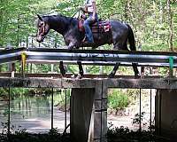 draftx-draft-horse