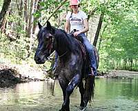 versatility-draft-horse