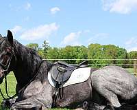 draftx-horse