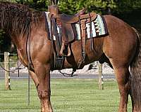 liberty-draft-horse