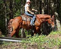 draftx-gelding