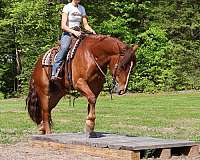 draft-horse