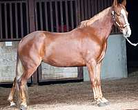 gaited-tennessee-walking-horse