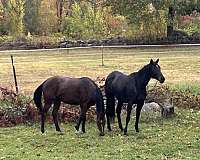 halo-mare