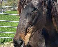 excellent-mover-mare