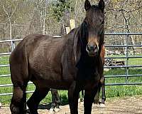 regal-mare