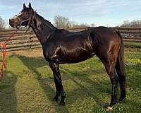 white-blaze-horse