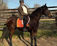 bay-white-blaze-horse