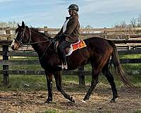 affordable-thoroughbred-horse