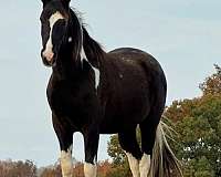 tennessee-walking-gelding
