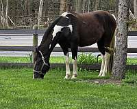 tennessee-walking-horse-for-sale