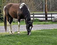 tennessee-walking-horse