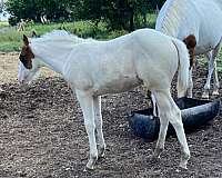 black-tobiano-apha-filly-mare