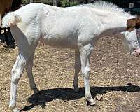 color-producing-paint-horse