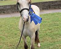 dunskin-snip-pony