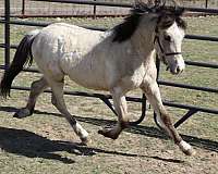 dunskin-3-white-socks-pony