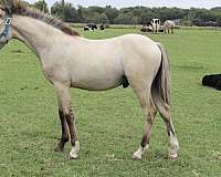 dunskin-welsh-pony