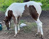 tobiano-horse