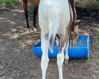 foundation-blood-paint-horse