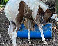 all-arounder-filly