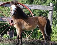 bay-blaze-with-a-blue-eye-horse