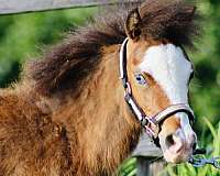blaze-with-a-blue-eye-horse