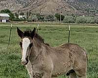 baby-shire-horse