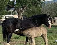 blaze-shire-horse
