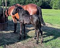 few-white-hairs-on-forehead-horse