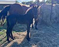 black-few-white-hairs-on-forehead-horse