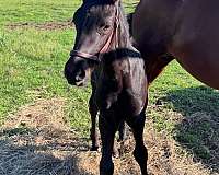 breeding-friesian-horse
