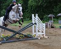 paint-appaloosa-horse