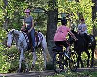 roan-appaloosa-horse