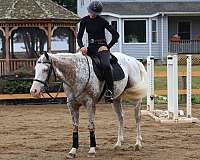 handy-appaloosa-horse