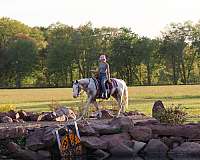 job-appaloosa-horse