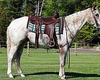 lesson-program-appaloosa-horse