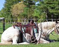 levels-appaloosa-horse