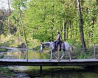 liberty-work-appaloosa-horse