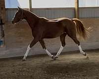 hanoverian-thoroughbred-gelding-mare