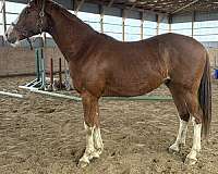 hanoverian-thoroughbred-horse-for-sale